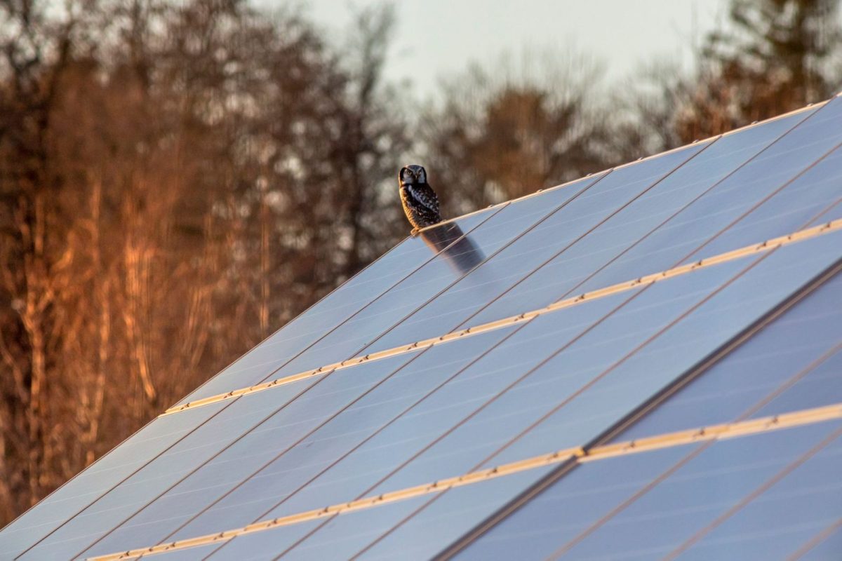 Close-up of monocrystalline solar panel cells