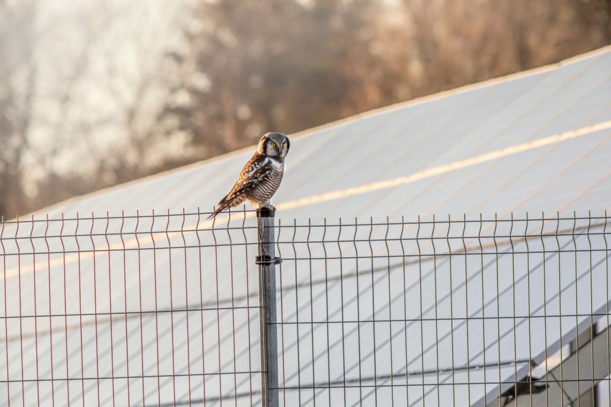 Wire mesh installed around the edge of a solar panel array to block birds