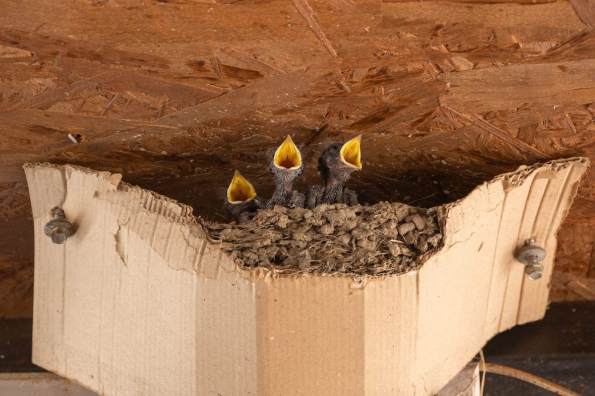 Pigeons nesting in the gap beneath rooftop solar panels