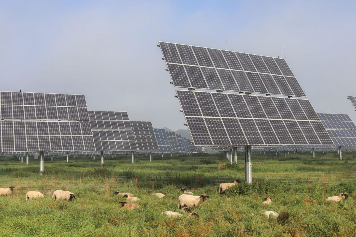 Rows of solar panels in a large solar installation ageing under the sun